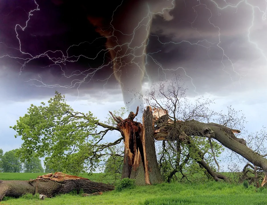 Huge tree split from hurricane strong winds